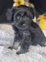 Phantom, a male Schnoodle for sale in Grand Bay, AL – 4 of 5