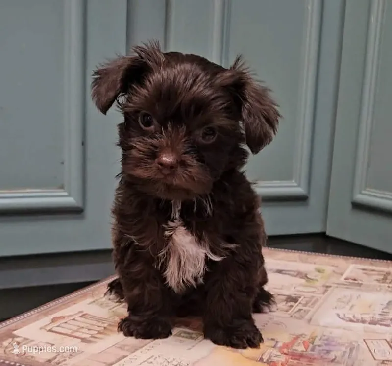 Kendi – Yorkshire Terrier puppy for sale in Grand Bay, AL