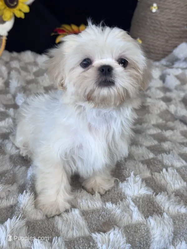 Knight – Shih Tzu puppy for sale in Grand Bay, AL