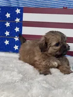 Dusty , a male Shih Tzu for sale in Mobile, AL – 2 of 3