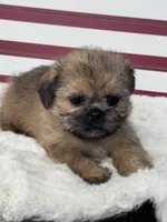Tzu tzu, a female Shih Tzu for sale in Mobile, AL – 3 of 4