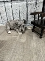 Quick Silver, a male Schnoodle for sale in Mobile, AL – 4 of 4