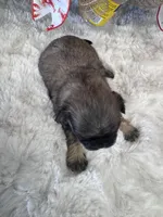 BA, a female Shih Tzu for sale in Mobile, AL – 3 of 3