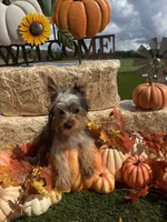 Finley, a male Yorkshire Terrier for sale in Grand Bay, AL – 2 of 2