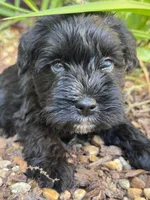 Spud, a male Miniature Schnauzer for sale in Mobile, AL – Photo 2 of 3