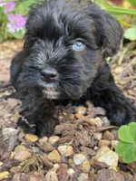 Spud, a male Miniature Schnauzer for sale in Mobile, AL – Photo 3 of 3
