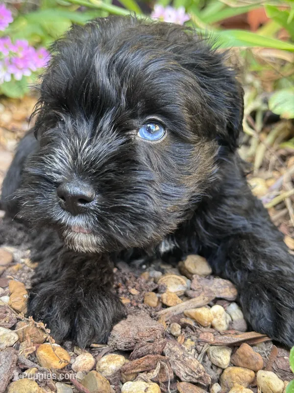 Spud – Miniature Schnauzer puppy for sale in Mobile, AL