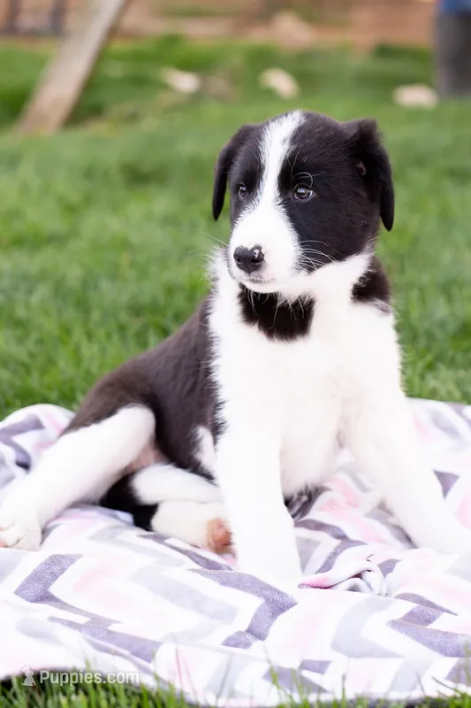Peanut – German Shepherd Dog, Labrador Retriever puppy for sale in Goshen, IN