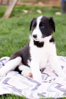 Peanut, a female German Shepherd Dog and Labrador Retriever for sale in Goshen, IN – Photo 1 of 3