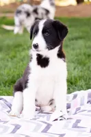 Peanut, a female German Shepherd Dog and Labrador Retriever for sale in Goshen, IN – Photo 3 of 3
