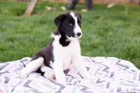 Peanut, a female German Shepherd Dog and Labrador Retriever for sale in Goshen, IN – Photo 2 of 3