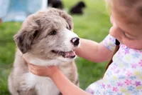 Brownie, a female German Shepherd Dog and Labrador Retriever for sale in Goshen, IN – Photo 3 of 3