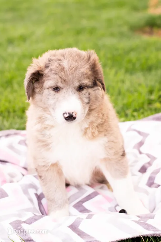 Brownie – German Shepherd Dog, Labrador Retriever puppy for sale in Goshen, IN