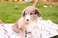 Brownie, a female German Shepherd Dog and Labrador Retriever for sale in Goshen, IN – Photo 2 of 3