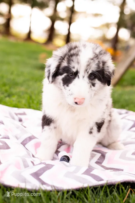 Flip – German Shepherd Dog, Labrador Retriever puppy for sale in Goshen, IN