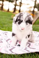 Flip, a female German Shepherd Dog and Labrador Retriever for sale in Goshen, IN – Photo 1 of 3