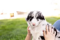 Flip, a female German Shepherd Dog and Labrador Retriever for sale in Goshen, IN – Photo 2 of 3