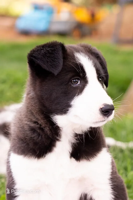Roxie – German Shepherd Dog, Labrador Retriever puppy for sale in Goshen, IN