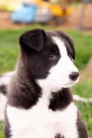 Roxie, a female German Shepherd Dog and Labrador Retriever for sale in Goshen, IN – Photo 1 of 3