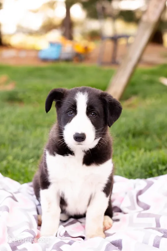Roxie – German Shepherd Dog, Labrador Retriever puppy for sale in Goshen, IN