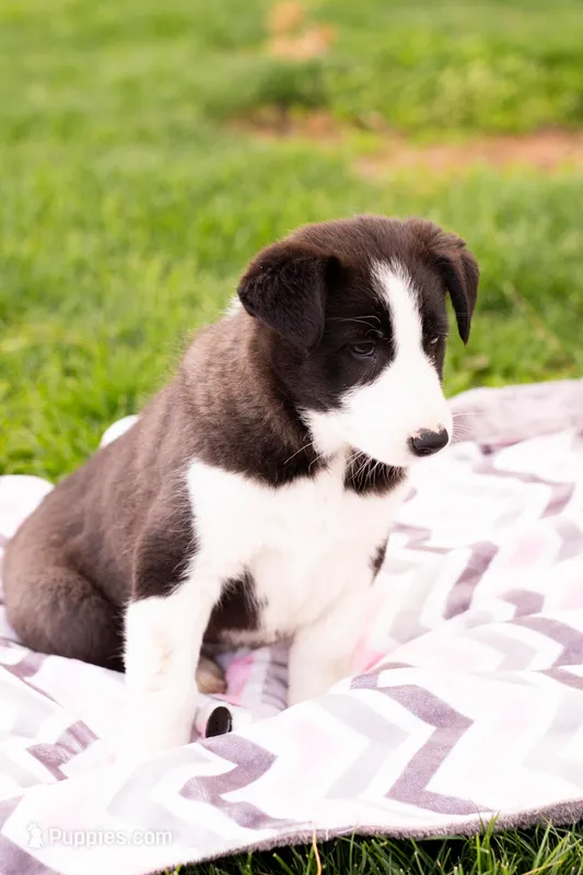 Roxie – German Shepherd Dog, Labrador Retriever puppy for sale in Goshen, IN