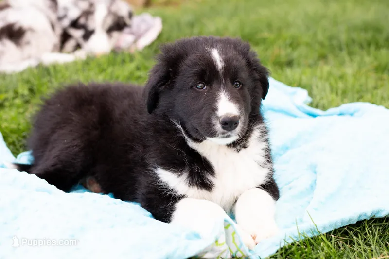 Joseph – German Shepherd Dog, Labrador Retriever puppy for sale in Goshen, IN