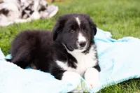 Joseph, a male German Shepherd Dog and Labrador Retriever for sale in Goshen, IN – Photo 1 of 2