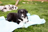Joseph, a male German Shepherd Dog and Labrador Retriever for sale in Goshen, IN – Photo 2 of 2