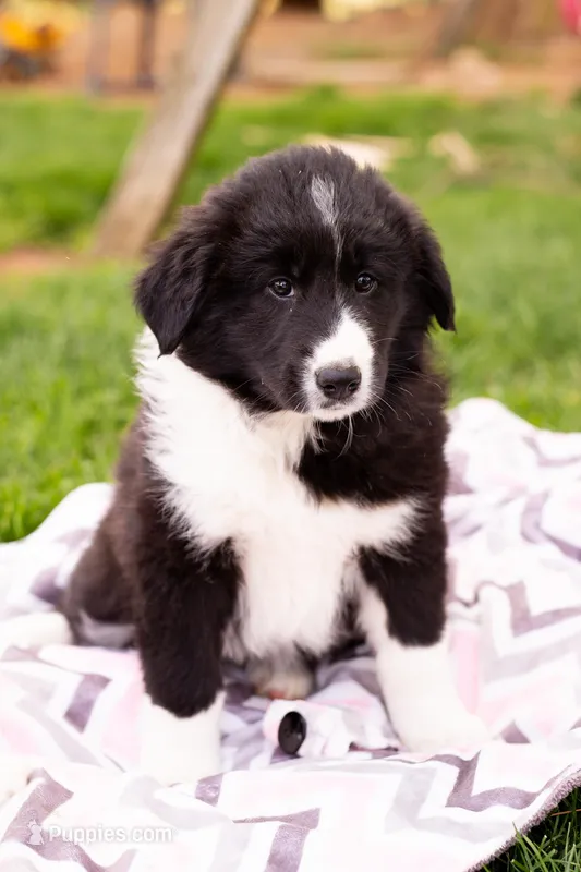 Josephine – German Shepherd Dog, Labrador Retriever puppy for sale in Goshen, IN