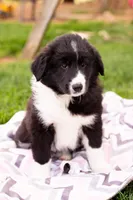 Josephine, a female German Shepherd Dog and Labrador Retriever for sale in Goshen, IN – Photo 1 of 2