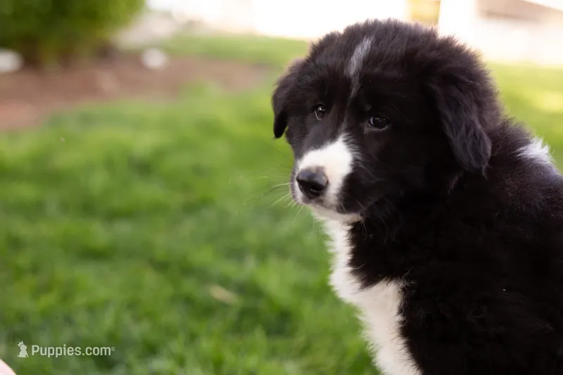 Josephine – German Shepherd Dog, Labrador Retriever puppy for sale in Goshen, IN