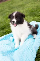 Tiny, a male German Shepherd Dog and Labrador Retriever for sale in Goshen, IN – Photo 2 of 2