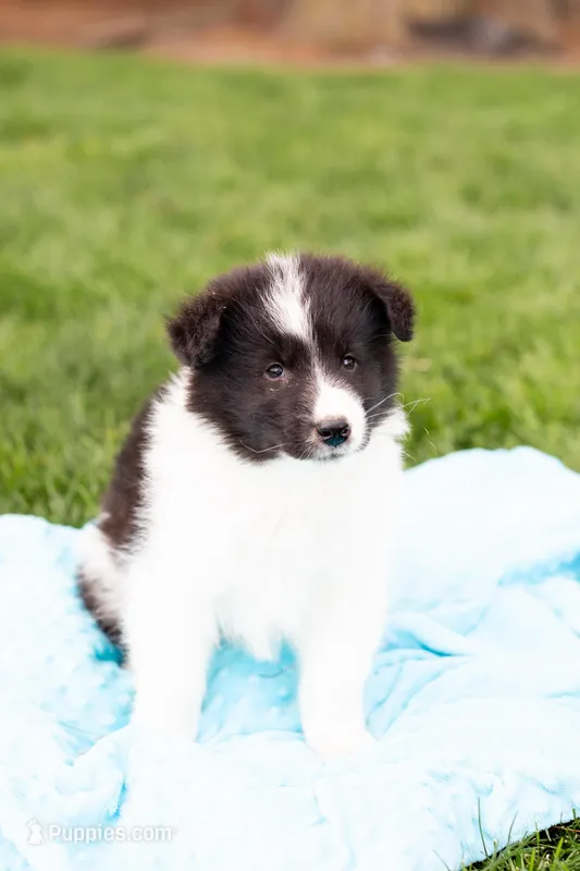 Tiny – German Shepherd Dog, Labrador Retriever puppy for sale in Goshen, IN