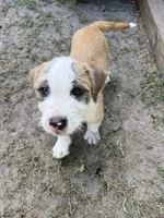 Red Leader, a female American Pit Bull Terrier and Coton de Tulear for sale in Shallotte, NC – 1 of 4