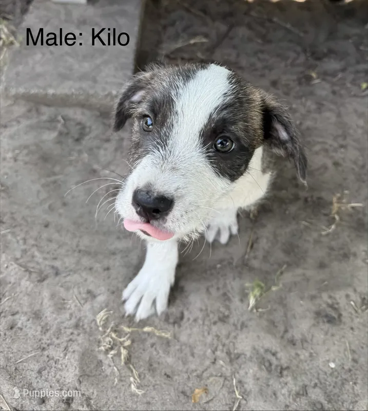 Kilo – American Pit Bull Terrier, Coton de Tulear puppy for sale in Shallotte, NC