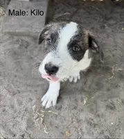 Kilo, a male American Pit Bull Terrier and Coton de Tulear for sale in Shallotte, NC – 1 of 5