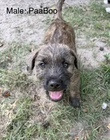 Paaboo , a male American Pit Bull Terrier and Coton de Tulear for sale in Shallotte, NC – 1 of 5