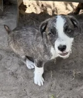 Kilo, a male American Pit Bull Terrier and Coton de Tulear for sale in Shallotte, NC – 2 of 5