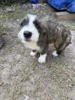 Orka , a male American Pit Bull Terrier and Coton de Tulear for sale in Shallotte, NC – 2 of 5