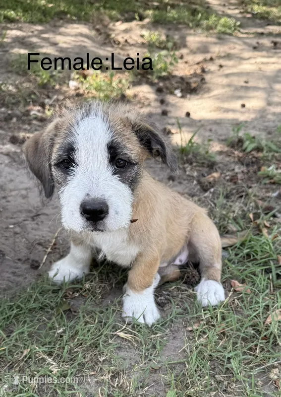 Leia – American Pit Bull Terrier, Coton de Tulear puppy for sale in Shallotte, NC