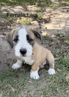 Leia, a female American Pit Bull Terrier and Coton de Tulear for sale in Shallotte, NC – 1 of 5