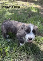 Orka , a male American Pit Bull Terrier and Coton de Tulear for sale in Shallotte, NC – 1 of 5