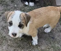 Red Leader, a female American Pit Bull Terrier and Coton de Tulear for sale in Shallotte, NC – 2 of 4