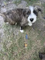 Orka , a male American Pit Bull Terrier and Coton de Tulear for sale in Shallotte, NC – 3 of 5