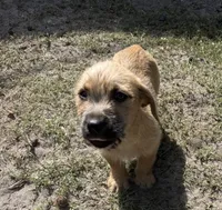 Scoobs , a male American Pit Bull Terrier and Coton de Tulear for sale in Shallotte, NC – 1 of 4