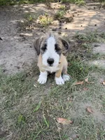 Leia, a female American Pit Bull Terrier and Coton de Tulear for sale in Shallotte, NC – 2 of 5