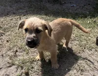 Scoobs , a male American Pit Bull Terrier and Coton de Tulear for sale in Shallotte, NC – 2 of 4