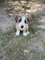 Leia, a female American Pit Bull Terrier and Coton de Tulear for sale in Shallotte, NC – 3 of 5