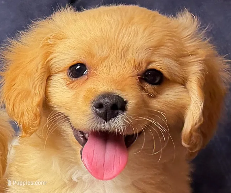 Buddy Boy – Cavapoo, Cavalier King Charles Spaniel puppy for sale in Bellevue, WA