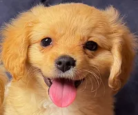 Buddy Boy, a male Cavapoo and Cavalier King Charles Spaniel for sale in Bellevue, WA – 1 of 2